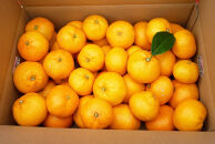 あきさわ園の土蔵熟成「蔵熟みかん」　10kg〈出荷時期:2025年12月1日出荷開始～2026年2月20日出荷終了〉【 みかん 神奈川県 小田原市 】