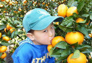 あきさわ園の土蔵熟成「蔵熟みかん」　10kg〈出荷時期:2025年12月1日出荷開始～2026年2月20日出荷終了〉【 みかん 神奈川県 小田原市 】