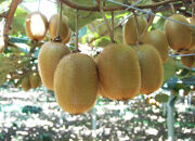 手摘み熟成キウイフルーツ〈出荷時期:2025年11月1日出荷開始～2026年6月10日出荷終了〉【手摘み熟成キウイフルーツ 丁寧に収穫 小田原のキウイフルーツ 熟成キウイフルーツ 神奈川県 小田原市 】