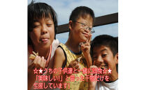 おまかせ干物セット 3倍セット【惣菜 魚 干物 ひもの お取り寄せ 御中元 お中元 お歳暮 父の日 母の日 贈り物 家庭用 自宅用 贈答品 贈答用 ギフト 定番 神奈川県 小田原市 】