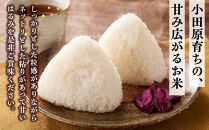 志村屋米穀店&nbsp;令和7年産小田原市産　はるみ　10kg（5kgｘ2）