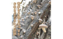 小田原の里山で湧水を贅沢に使って育てた原木生椎茸(300g×2パック)【野菜&nbsp;きのこ&nbsp;キノコ&nbsp;茸&nbsp;シイタケ&nbsp;しいたけ&nbsp;贈答用&nbsp;ご家庭で&nbsp;原木栽培&nbsp;おすそ分け&nbsp;神奈川県&nbsp;小田原市&nbsp;】