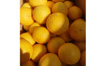 【先行予約】湘南ゴールド　３kg箱（MIXサイズ）＜出荷開始：2026年3月1日~3月31日＞【&nbsp;フルーツ&nbsp;神奈川県&nbsp;小田原市&nbsp;】