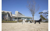 ワンちゃんと一緒にステイヒルトンドッグフレンドリールーム素泊まり（平日）【オーシャンビュー フィットネス 天然温泉大浴場 バーデゾーン 朝食ビュッフェ 都心から１時間のリゾート ヒルトン 神奈川県 小田原市 】