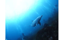 小田原ダイビングスクール 共通クーポン券 150,000円分