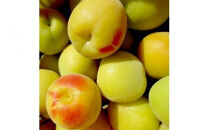 【樹上完熟】 小田原十郎梅の三年熟成梅干 限定手包み 5瓶入【ウメボシ うめぼし 梅干 梅 ウメ お家用 贈答用 贈り物 完熟 国産 手包み 大粒 神奈川県 小田原市 】