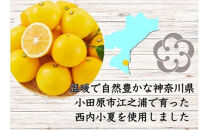 西湘菓子工房樫の樹　乳菓万頭小田原小夏16個入りギフト&nbsp;【&nbsp;お菓子&nbsp;スイーツ&nbsp;神奈川県&nbsp;小田原市&nbsp;】