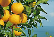 〈希少商品〉神奈川生まれの柑橘 「湘南ゴールド」( 露地栽培)＜出荷開始：２０２６年３月６日出荷開始～２０２６年３月３１日出荷終了＞【フルーツ オレンジ 果物 柑橘 贈答用 家庭用 自宅用  神奈川県小田原市】