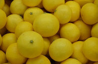 〈希少商品〉神奈川生まれの柑橘 「湘南ゴールド」( 露地栽培)＜出荷開始：２０２６年３月６日出荷開始～２０２６年３月３１日出荷終了＞【フルーツ オレンジ 果物 柑橘 贈答用 家庭用 自宅用  神奈川県小田原市】