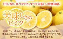 〈希少商品〉神奈川生まれの柑橘&nbsp;「湘南ゴールド」(&nbsp;露地栽培)＜出荷開始：２０２６年３月６日出荷開始～２０２６年３月３１日出荷終了＞【フルーツ&nbsp;オレンジ&nbsp;果物&nbsp;柑橘&nbsp;贈答用&nbsp;家庭用&nbsp;自宅用&nbsp;&nbsp;神奈川県小田原市】