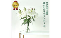 【百合の王様】【未開花/長持ち】農林水産大臣賞を受賞したフローリストがアレンジする“純白のカサブランカ”【 花 お花 神奈川県 小田原市 】