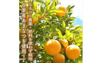 峯フルーツセット 計6種類 手づくりジャムソース4種 ドライフルーツ2種 【 家庭用 自宅用 贈答品 贈答用 ギフト お取り寄せ お中元 お歳暮 贈り物 お祝い 神奈川県 小田原市 】