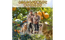 手づくりごっくんゼリー&nbsp;10本セット&nbsp;130ml&nbsp;みかん２種（グラニュー糖と粗糖）、&nbsp;キウイ（グラニュー糖）【&nbsp;家庭用&nbsp;自宅用&nbsp;贈答品&nbsp;贈答用&nbsp;ギフト&nbsp;お取り寄せ&nbsp;お中元&nbsp;お歳暮&nbsp;贈り物&nbsp;お祝い&nbsp;神奈川県&nbsp;小田原市&nbsp;】