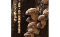 しいたけだけのピクルス 9個セット【 家庭用 自宅用 贈答品 贈答用 ギフト お取り寄せ お中元 お歳暮 贈り物 お祝い 神奈川県 小田原市 】