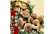 小田原産高級しいたけ「海の香・山の香」　　香り高く肉厚でみずみずしい　　500ｇお届け【&nbsp;野菜&nbsp;きのこ&nbsp;キノコ&nbsp;茸&nbsp;シイタケ&nbsp;しいたけ&nbsp;贈答用&nbsp;ご家庭でおすそ分け&nbsp;神奈川県&nbsp;小田原市&nbsp;】