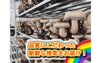 小田原産高級しいたけ「海の香・山の香」　　香り高く肉厚でみずみずしい　　500ｇお届け【&nbsp;野菜&nbsp;きのこ&nbsp;キノコ&nbsp;茸&nbsp;シイタケ&nbsp;しいたけ&nbsp;贈答用&nbsp;ご家庭でおすそ分け&nbsp;神奈川県&nbsp;小田原市&nbsp;】