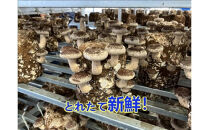 小田原産高級しいたけ「海の香・山の香」　　香り高く肉厚でみずみずしい　　500ｇお届け【&nbsp;野菜&nbsp;きのこ&nbsp;キノコ&nbsp;茸&nbsp;シイタケ&nbsp;しいたけ&nbsp;贈答用&nbsp;ご家庭でおすそ分け&nbsp;神奈川県&nbsp;小田原市&nbsp;】