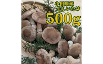小田原産高級しいたけ「海の香・山の香」　　香り高く肉厚でみずみずしい　　500ｇお届け【&nbsp;野菜&nbsp;きのこ&nbsp;キノコ&nbsp;茸&nbsp;シイタケ&nbsp;しいたけ&nbsp;贈答用&nbsp;ご家庭でおすそ分け&nbsp;神奈川県&nbsp;小田原市&nbsp;】