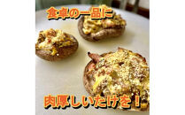 小田原産高級しいたけ「海の香・山の香」　　香り高く肉厚でみずみずしい　　500ｇお届け【&nbsp;野菜&nbsp;きのこ&nbsp;キノコ&nbsp;茸&nbsp;シイタケ&nbsp;しいたけ&nbsp;贈答用&nbsp;ご家庭でおすそ分け&nbsp;神奈川県&nbsp;小田原市&nbsp;】