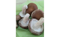 小田原産高級しいたけ「海の香・山の香」　　香り高く肉厚でみずみずしい　　500ｇお届け【&nbsp;野菜&nbsp;きのこ&nbsp;キノコ&nbsp;茸&nbsp;シイタケ&nbsp;しいたけ&nbsp;贈答用&nbsp;ご家庭でおすそ分け&nbsp;神奈川県&nbsp;小田原市&nbsp;】