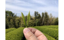 小田原森里茶バラエティ８種セット【 お茶 飲料 神奈川県 小田原市 】