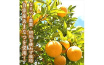 スイスで加工品を学んだ農家が作った手づくりジャムソース 32本セット 手作りみかん キウイ あまなつ ブルーベリー他 125ml 詰め合わせ ギフト【 家庭用 自宅用 贈答品 贈答用 ギフト お取り寄せ お中元 お歳暮 贈り物 お祝い 神奈川県 小田原市 】