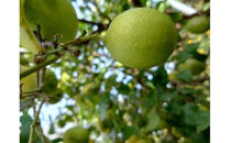 小田原&nbsp;片浦レモンハンドクリーム