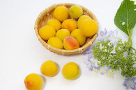 小田原&nbsp;梅の輝き720ML瓶（梅ドリンク）2本セット【&nbsp;飲み物&nbsp;ドリンク&nbsp;神奈川県&nbsp;小田原市&nbsp;】