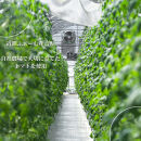 トマトジュース HANAYOSHINO 170ml×12本入