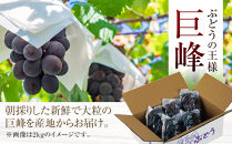 [新鮮・産直]和歌山有田産のたねなし巨峰約1kg★2025年8月上旬頃より順次発送