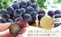 [新鮮・産直]和歌山有田産のたねなし巨峰約1kg★2025年8月上旬頃より順次発送