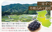 [新鮮・産直]和歌山有田産のたねなし巨峰約1kg★2025年8月上旬頃より順次発送