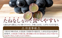 [新鮮・産直]和歌山有田産のたねなし巨峰約1kg★2025年8月上旬頃より順次発送