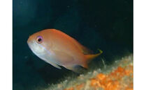 気軽に水中散歩！スノーケリング＆体験ダイビング【1回】【シュノーケリング レンタル ダイビングスクール 送迎付き スノーケリング＆体験ダイビング招待券　1名様分 小田原の海 魚 体験ダイビング 神奈川県 小田原市 】