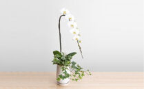 トップフローリスト厳選の胡蝶蘭 1本立ち