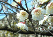 紀州みなべの南高梅&nbsp;しそ漬・昆布梅&nbsp;各400g&nbsp;セット&nbsp;yplu018A