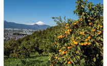 ＜品種厳選＞こだわりの貯蔵みかん　10キロ＜2025年12月20日出荷開始～2026年2月28日出荷終了＞【 みかん 神奈川県 小田原市 】