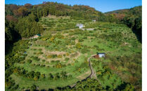 ＜品種厳選＞こだわりの貯蔵みかん　10キロ＜2025年12月20日出荷開始～2026年2月28日出荷終了＞【 みかん 神奈川県 小田原市 】