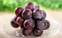 [新鮮・産直]和歌山有田産のたねなし巨峰２房（約900g）★2025年8月上旬頃より順次発送