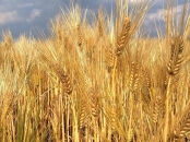 ＜ゆふぶくろ＞お家居酒屋！由布ハイセット（由布之郷&nbsp;&nbsp;720ml×2本・天然炭酸水Silica99&nbsp;500ml×24本）【ゆふの福袋】