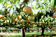 【先行予約（2026年発送分）】【訳あり】旬の和梨　約５kg【吉川果樹園】｜梨&nbsp;ナシ&nbsp;こだわりの梨&nbsp;フルーツ&nbsp;果物&nbsp;旬の梨&nbsp;宮城県角田市&nbsp;約5kg