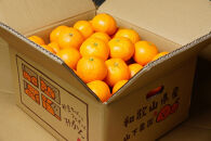 下津蔵出しみかん&nbsp;約5kg&nbsp;S～Lサイズいずれか&nbsp;山下農園