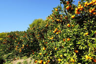 樹上完熟早生みかん&nbsp;約5kg&nbsp;サイズ混合&nbsp;山下農園