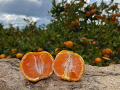 年内発送&nbsp;等級混合&nbsp;完熟早生&nbsp;有田&nbsp;みかん&nbsp;L&nbsp;～&nbsp;SS&nbsp;サイズ&nbsp;2kg&nbsp;南泰園&nbsp;和歌山&nbsp;有田みかん