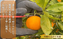 則村園産&nbsp;有田みかん&nbsp;約2.5kg