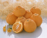 【2026年4月より出荷】則村園産&nbsp;不知火&nbsp;約1.5kg&nbsp;5～7個