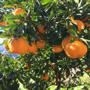 有田育ちの&nbsp;完熟&nbsp;ポンカン（ご家庭用）約2kg［先行予約］［MS118］