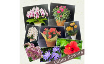 【定期便年6回　季節の花鉢】農林水産大臣賞を受賞したフローリストがアレンジする&nbsp;季節を知らせる花鉢【&nbsp;花&nbsp;お花&nbsp;神奈川県&nbsp;小田原市&nbsp;】