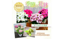 【定期便年12回　季節の花鉢】農林水産大臣賞を受賞したフローリストがアレンジする&nbsp;季節を知らせる花鉢【&nbsp;花&nbsp;お花&nbsp;神奈川県&nbsp;小田原市&nbsp;】