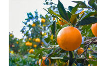 【定期便 （2カ月ごと全6回）】小田原産江之浦みかん１００％ストレートジュース５００ml６本